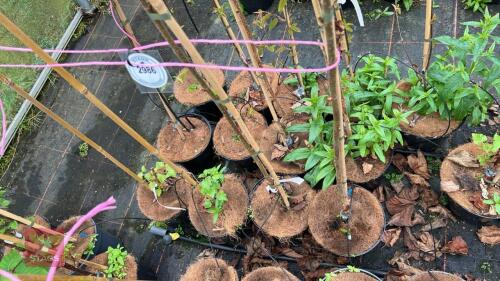 4 BETULA UTILIS 'GRAYSWOOD GHOST' BIRCH