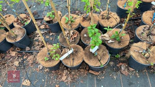 3 MIXED BETULA TREES