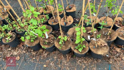 5 MIXED BETULA TREES