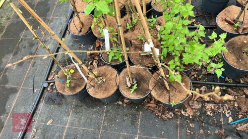 4 BETULA UTILIS JACQUEMANTII