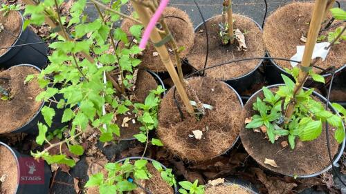 3 MIXED BETULA BIRCH TREES