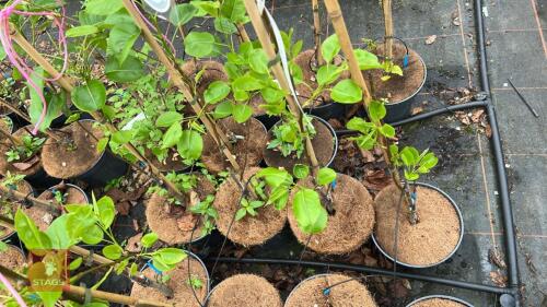 4 PYRUS CALLERYANA CHANTICLEER PEAR