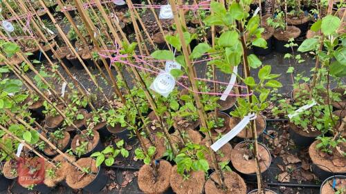 4 PYRUS CALLERYANA CHANTICLEER PEAR