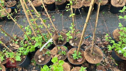 4 BETULAA UTILIS SNOW QUEEN BIRCH