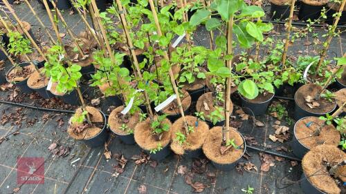 5 PYRUS CALLERYANA CHANTICLEER PEAR