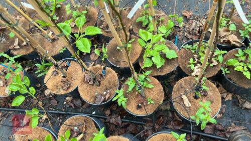 4 PYRUS CALLERYANA CHANTICLEER PEAR