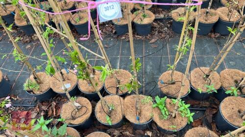 4 PRUNUS 'AMANOGAWA' CHERRY TREES