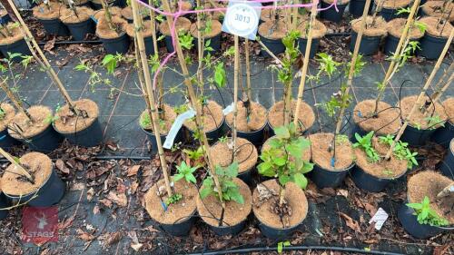 3 PRUNUS 'AMANOGAWA' CHERRY TREES