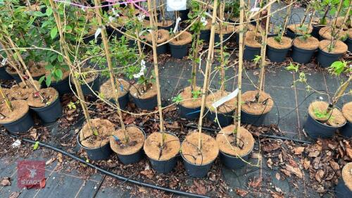 5 PRUNUS 'CHEALS WEEPING' CHERRY TREES
