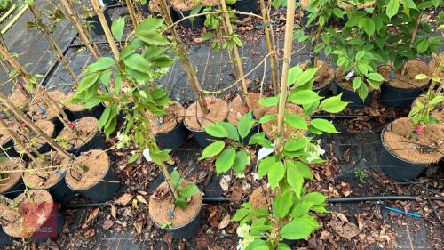 2 PRUNUS 'GIOIKO' CHERRY TREE