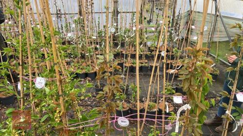 4 PRUNUS PINK PARASOL CHERRY TREES