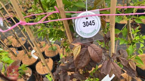 4 PRUNUS CERASIFERA 'NIGRA' TREES