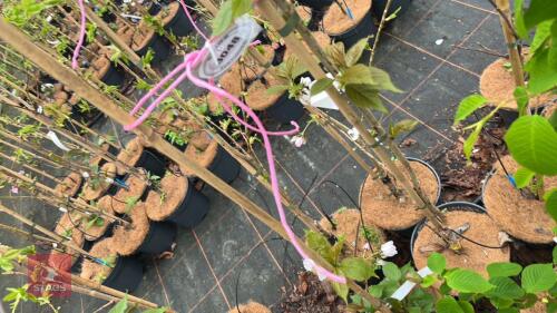 2 PRUNUS TAI-HAKU CHERRY TREE
