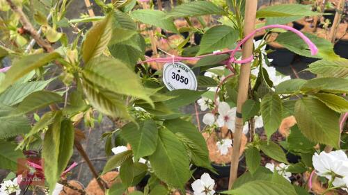 2 PRUNUS TAI-HAKU CHERRY TREE