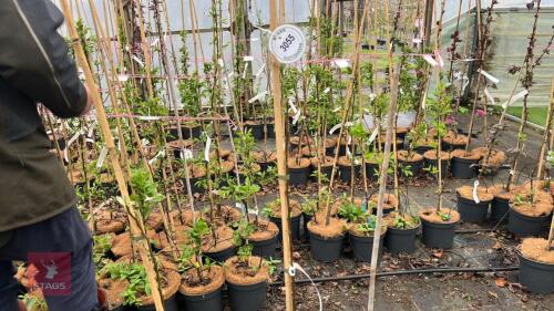 3 TAMAR PEAR 'RED CATTERN' TREES