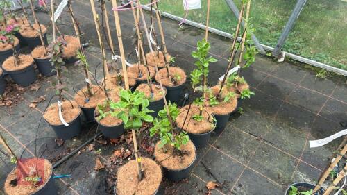 5 TAMAR 'RED PEAR' PEAR TREES