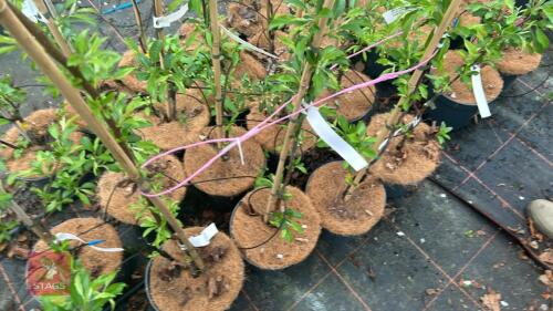 4 MALUS TRANSITORIA APPLE TREES