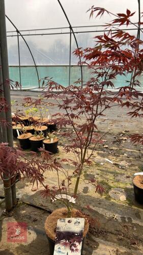 1 ACER PALMATUM 'YEZO-NISHIKI' TREE