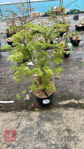 2 ACER PALMATUM DISSECTUM EMERALD LACE