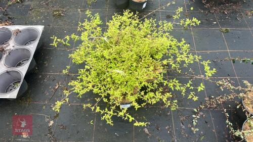 5 KOLKWITZIA AMABILIS 'PINK CLOUD'