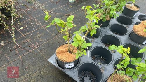 1 CHINA TOWN ROSE BUSH