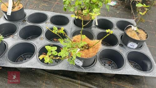 1 ENGLAND'S HEROES ROSE BUSH