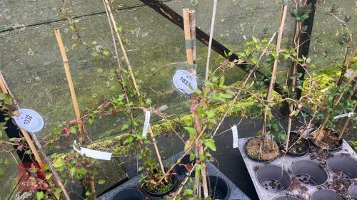 3 POLYGONUM FALLOPIA BALDSCHUANICA CLIMB
