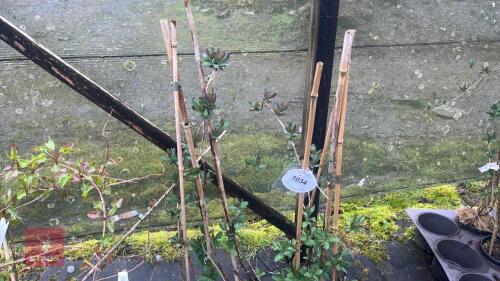 3 LONICERA RHUBARD & CUSTARD HONEYSUCKLE