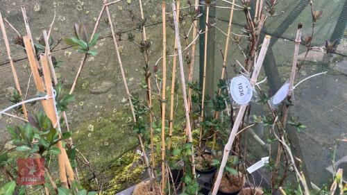 3 LONICERA RHUBARD & CUSTARD HONEYSUCKLE