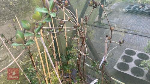 3 LONICERA RHUBARD & CUSTARD HONEYSUCKLE