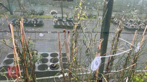 3 JASMIUM BEESIANUM CLIMBERS