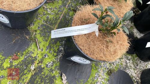 8 SARCOCCA SHRUBS