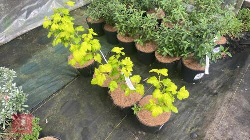 4 PHYSOCARPUS OPULIFOLIUS 'DARK GOLD'