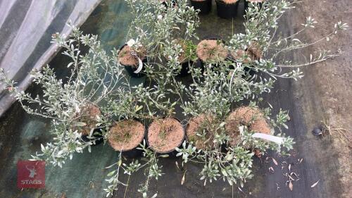 5 CONVOLVULUS CNEORUM SHRUBS
