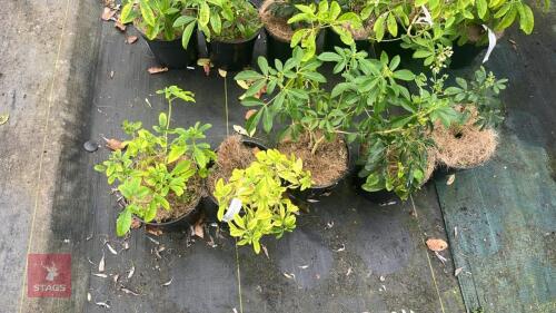 5 CHOISYA TERNATA SHRUBS