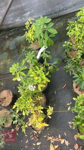 6 CHOISYA TERNATA SHRUBS