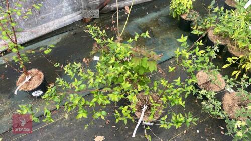 3 MIXED SHRUBS