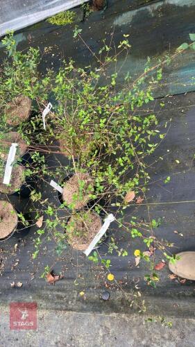 3 ABELIA GRANDIFLORA 'PETITE GARDEN'