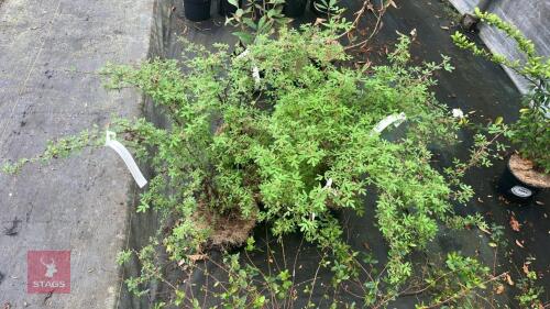 5 POTENTILLA FRUTICOSA 'ABBOTSWOOD'