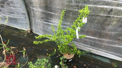 1 PYRACANTHA SHRUB