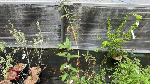 3 MIXED SHRUBS
