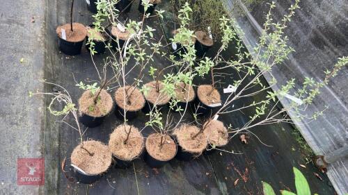 5 ELAEGNUS ANGUSTIFOLIA 'QUICKSILVER'
