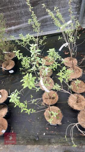 5 ELAEGNUS ANGUSTIFOLIA 'QUICKSILVER'