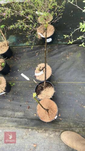 3 FICUS 'BROWN TURKEY' FIG