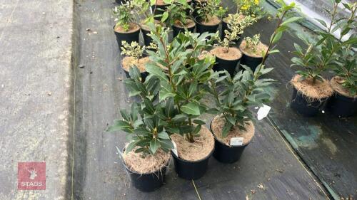 3 LAURUS NOBILIS KITCHEN BAY
