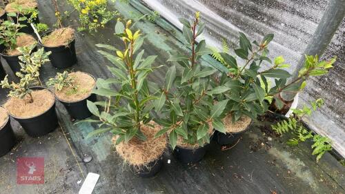 3 LAURUS NOBILIS KITCHEN BAY
