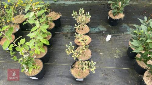 5 ILEX AQUIFOLIUN 'FEROX ARGENTEA'