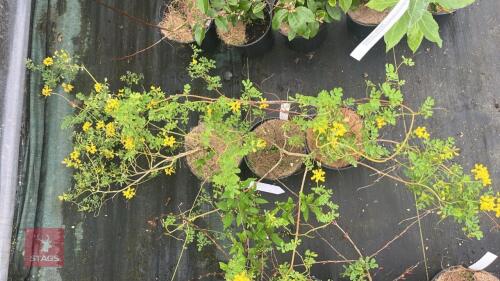 3 CORONILLA VALENTINA CITRINA