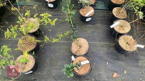 2 ILEX AQUIFOLIUM 'JC VAN TOL'
