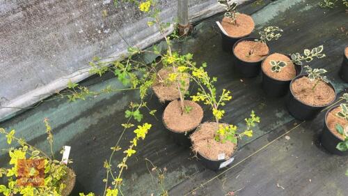 3 RIBES ODORATUM SHRUBS